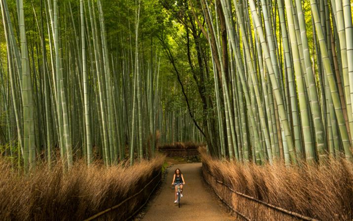 BAMBOO FOREST – RAW MATERIAL AREA